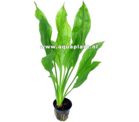 Echinodorus amazonicus