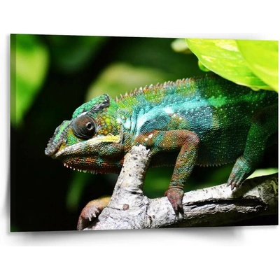 Sablio Obraz Chameleon - 150x110 cm