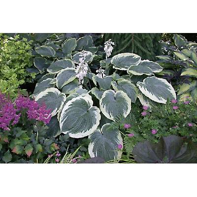 Hosta AMERICAN HALLO - bohyška, funkie