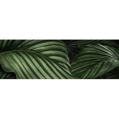 Obraz na plátne - Calathea Orbifolia