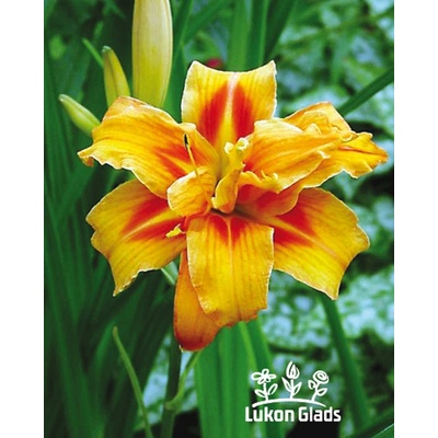 Lukon Glads Denivka APRICOT BEAUTY - hemerocallis