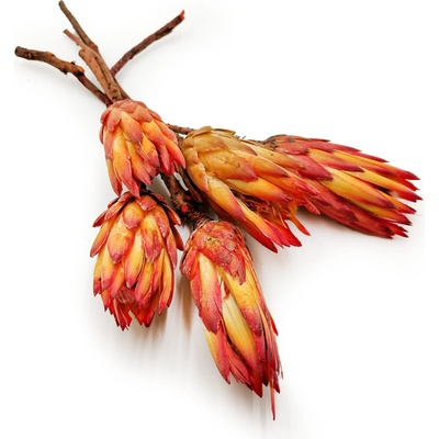 mech-mech.cz Sušená Protea (Protea Repens) - Červená - 5 ks – Zboží Dáma
