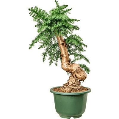 Araucaria cunninghamii bonsai 27x75 cm