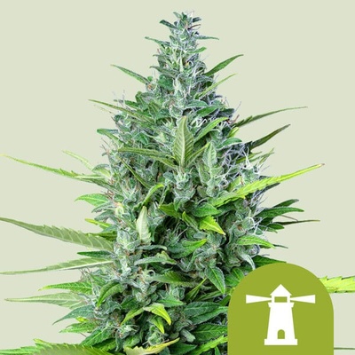 Royal Queen Seeds Royal Haze Automatic semienka neobsahujú THC 100 ks