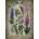 Ravensburger - Puzzle Poisonous Plants - 1 000 piese
