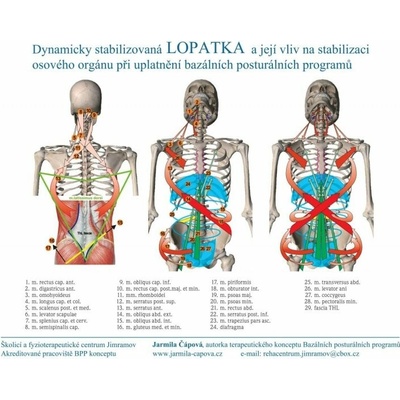 Schéma - Dynamicky stabilizovaná lopatka
