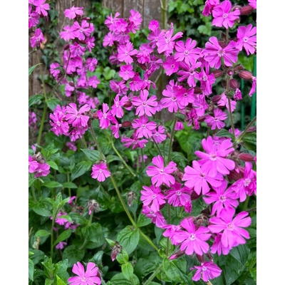 GREENBOSS FLOWER Silenka Průměr květináče: 9 až 12 cm