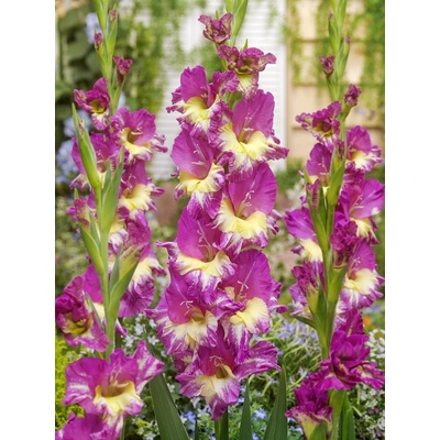 Gladiola 'Extravert' 5 ks Velikost cibulí: 12/14