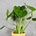 Monstera Deliciosa