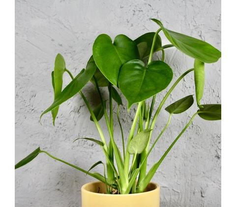 Monstera Deliciosa