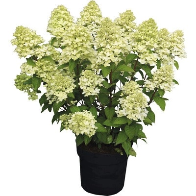 Hortenzia metlinatá FloraSelf Hydrangea paniculata 'Magical Candle' ® 50-60 cm kvetináč 5 l