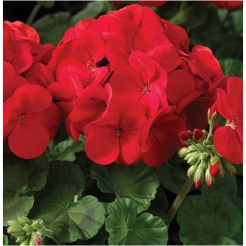 Prodej Pelargonii () Prodej Pelargonii