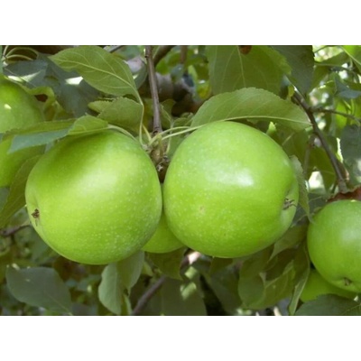 Jabloň Granny Smith, podpník M9, voľnokorenný