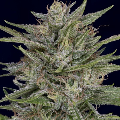 Don Avalanche Seeds Don AK semena neobsahují THC 5 ks