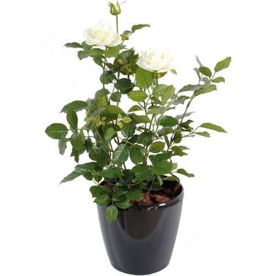 Luxusní umělá květina Keř růží bílý, 60cm