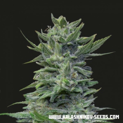 Kalashnikov Seeds Lavanda Cream semienka neobsahujú THC 10 ks
