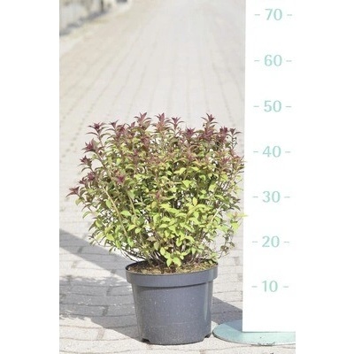Tavoľník japonský FloraSelf Spiraea japonica 'Superstar' výška 30-40 cm kvetináč 4 l