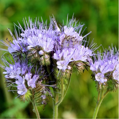 Svazenka vratičolistá - Phacelia tanacetifolia - semena - 50 ks