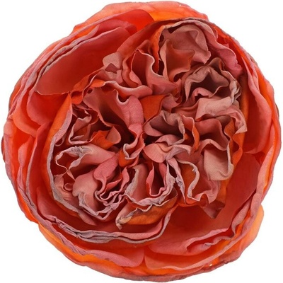 HLAVA RUŽA ANGLICKÁ ORANŽOVÁ 12BAL 7CM