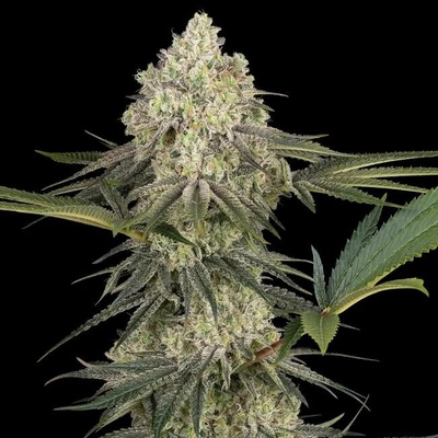 Sensi Seeds Triple Mints XXL semena neobsahují THC 10 ks