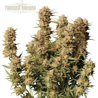 Seedstockers Superior Thunder Banana AUTO semena neobsahují THC 3 ks