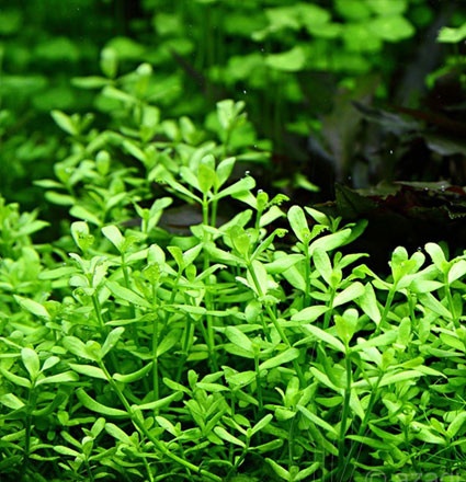 Bacopa monieri