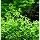 Bacopa monieri