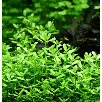 Bacopa monieri