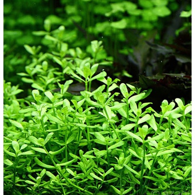Bacopa monieri