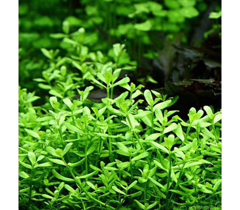 Bacopa monieri