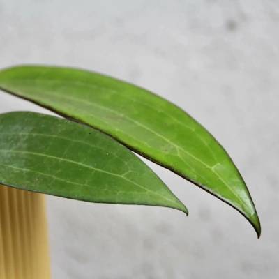 Hoya Cinnamomifolia