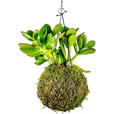 Gardners Kokedama Crassula (L) Krasule, Tlustice, Strom života 1 ks