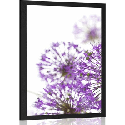 Plakát kvetoucí fialové květy česneku - 20x30 white