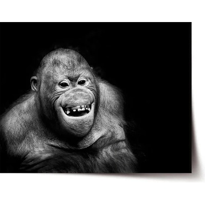 Sablio Plagát Orangután - 90x60 cm