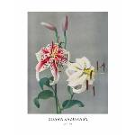  Принт Lily, Огава Казумаса - репродукция (Print1075)