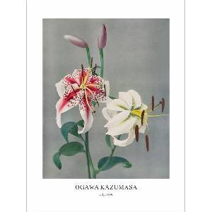  Принт Lily, Огава Казумаса - репродукция (Print1075)