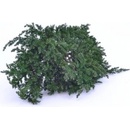 Juniperus