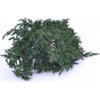 Juniperus