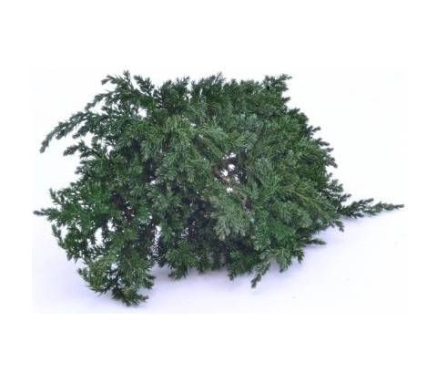 Juniperus