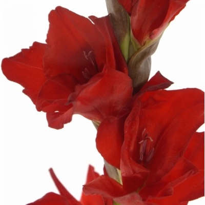 Gladiol GR RED BALANCE 120cm/50cm
