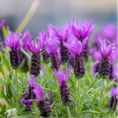 Levandule korunkatá - Lavandula stoechas - semena levandule - 20 ks