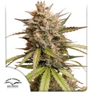 Dutch Passion Auto Melonade Runtz semena neobsahují THC 7 ks