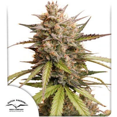 Dutch Passion Auto Melonade Runtz semena neobsahují THC 7 ks