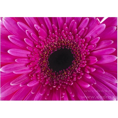 VEYRA Obraz na plátne BLOOM 70 x 50 cm