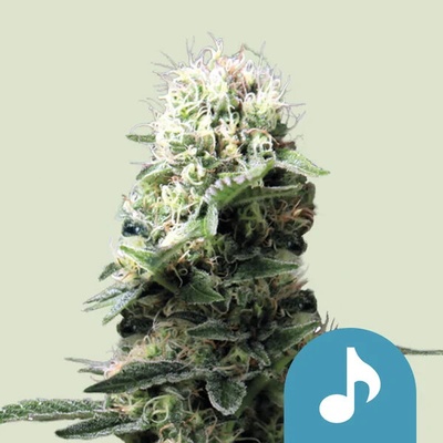 Royal Queen Seeds Dance World CBD semena neobsahují THC 100 ks