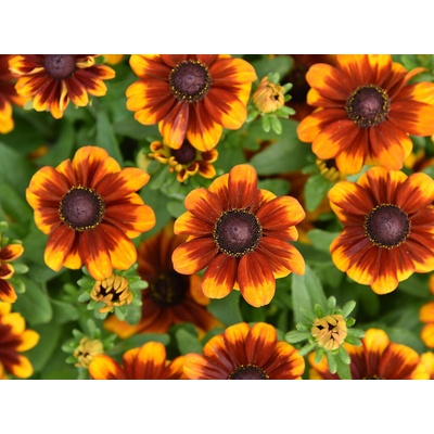 Rudbekia Littlebeckia Sunrise