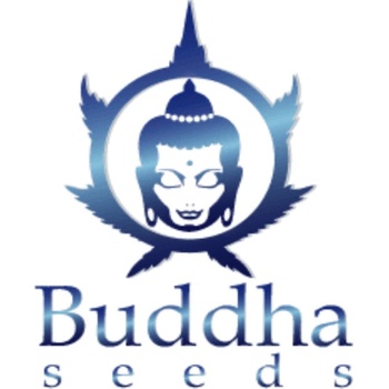 Buddha Seeds Magnum Auto semena neobsahují THC 10 ks