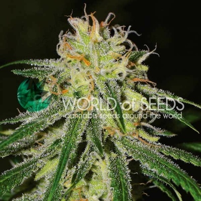 World of Seeds Amnesia semienka neobsahujú THC 12 ks