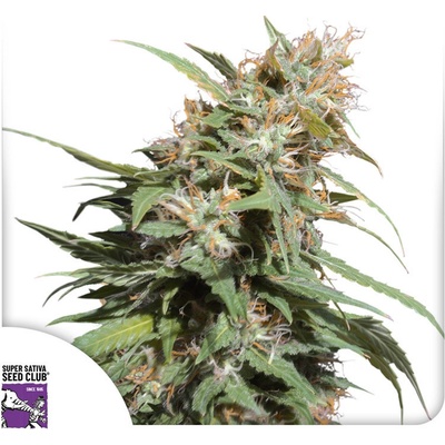 Super Sativa Seed Club Pineapple Poison semienka neobsahujú THC 3 ks
