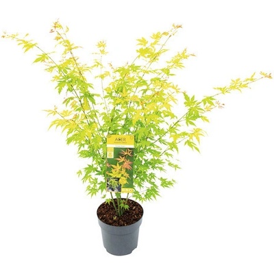 Javor dlanitolistý oranžový Acer palmatum 'Orange Dream' výška 60-80 cm květináč 6,5 l